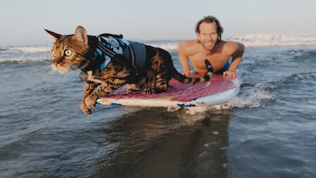 Guarda Il gatto surfer. Episodio 6 della Stagione 1.