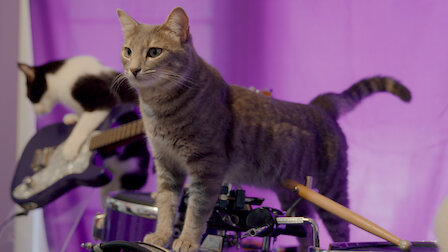 Guarda Lo spettacolo dei gatti deve continuare. Episodio 2 della Stagione 1.